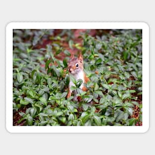 Baby Squirrel in Periwinkle Sticker